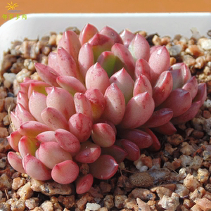 红宝石多肉植物 红宝石一物一拍 家庭绿植盆栽花卉 室内吸甲醛