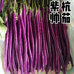 紫帅杭茄种子紫红长茄种子高产圆长线绿圆茄子籽早熟高产春播蔬菜