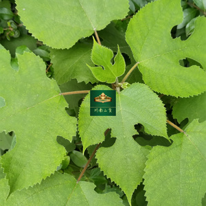 新鲜楮桃叶子 现摘野生构树叶1000g包邮褚桃叶楮树叶构叶煮水洗澡