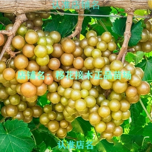 进口美国格威尔圆叶葡萄苗高产抗病口感香甜树苗盆栽地栽包邮带土