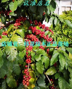 进口咖啡苗 咖啡果树苗 云南卡迪姆咖啡树苗咖啡苗盆栽庭院栽树苗