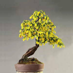 提根老桩金雀花锦鸡儿金丝雀盆景盆栽开花观花植物小品 阳台小叶