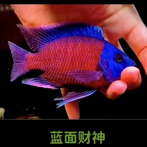蓝面财神大型观赏鱼金红龙配虎鱼热带鱼魟鱼活体招财鱼好养耐活鱼