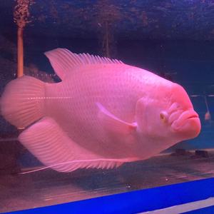 招财鱼活鱼战船鱼红眼招财黑眼招财艾索顿战船七间灰大型鱼观赏鱼