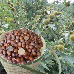 5斤江西小毛栗子农家板栗生新鲜野生现摘甜糯脆油栗锥栗送剥栗钳