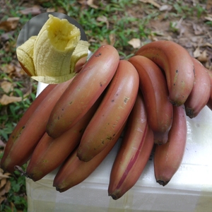 红皮香蕉 新鲜现摘现发 福建漳州土楼红美人蕉 带箱5斤包邮