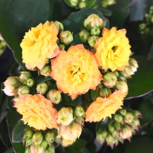 新品长寿花老桩辛巴奶油安娜鹿角橙大棚带花苞阳台办公桌净化空气