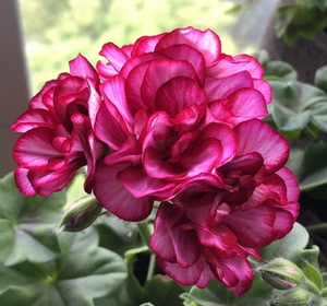 垂吊天竺葵酒红复色盆栽花卉重瓣玫瑰勤花大花球原盆原土北京发货