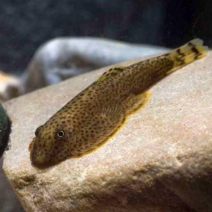 观赏鱼清道夫冷水鱼原生鱼贵州爬岩鳅贵爬琵琶鱼除藻好手不吃虾卵