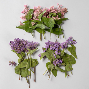 00菱音旗舰店天猫荞麦干花干花花束真花棉花玫瑰小雏菊清新ins客厅