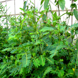 【苦味叶下珠】苦味叶下珠品牌,价格 - 阿里巴巴