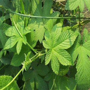 新鲜葎草 拉拉秧 拉拉藤 五爪龙 500克包邮 中药材草药现采现发