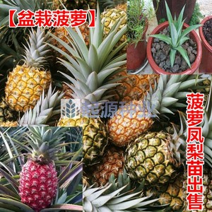菠萝苗台湾凤梨种苗地菠萝凤梨水果种子籽阳台盆栽果树苗四季播种