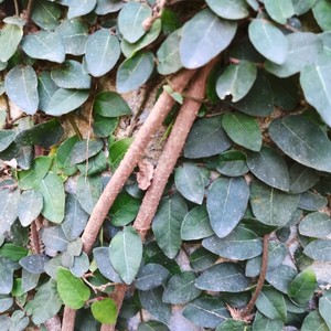 野生薜荔藤500g包邮白凉粉藤木馒头木莲果奶母果藤膨泡树藤中药材