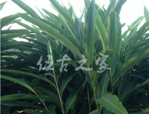 包邮做红团用的叶红团叶蒸年糕用的叶子年糕叶粿叶艳山姜桂焦现摘