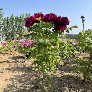 黑妞牡丹树丛生精品牡丹重瓣老桩庭院观赏地栽耐旱稀有黑色牡丹花