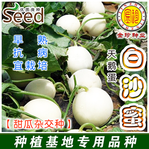 日本白沙蜜 天鹅蛋甜瓜香瓜种 高产抗病 甜宝 甜瓜种子 白香瓜种