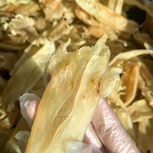 北海公肚 公鱼胶 鳘鱼肚 高品质鱼胶 干制鱼肚肉质爽口脆滑腥味低