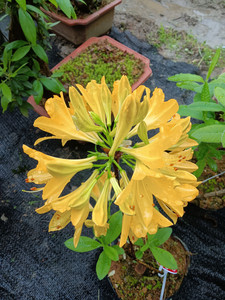 杜鹃老桩盆景映山红黄花稀有落叶品种客厅庭院办公室阳台绿植花卉