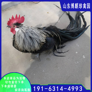 长尾鸡小鸡苗活鸡仔三彩长尾鸡活鸡苗纯种日本观赏鸡白长尾包成活