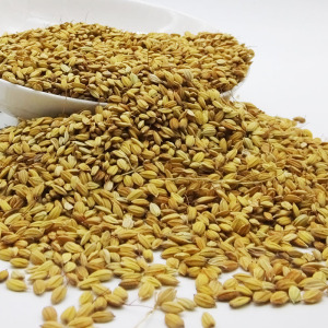 贵州农家糯稻谷10斤 食用圆糯谷子带壳 糯米新稻谷特产香禾糯免邮