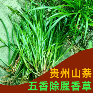 贵州新鲜1000g三奈山奈山赖五香草火锅配去腥羊牛狗肉香料 鸡香草