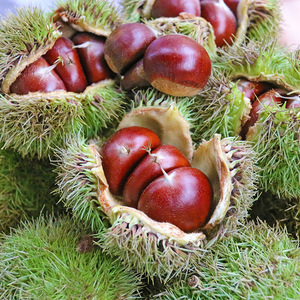 云南新鲜现摘生板栗甘甜油栗子软糯香甜当季毛栗坚果零食250g包邮