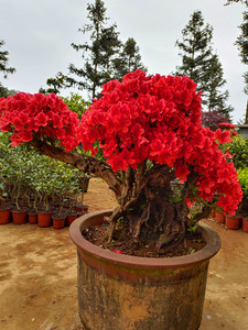 鸿胜兰花pm淘宝映山红,杜鹃红花,生桩,熟桩,带土球,盆景盆栽,树桩.