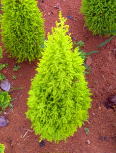 【绒柏盆景】绒柏盆景品牌,价格 - 阿里巴巴