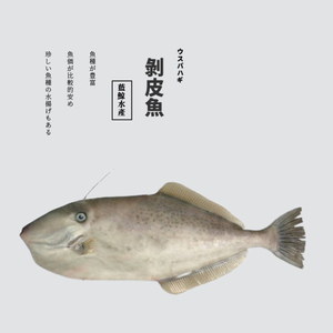 【斤】剥皮牛天然鲜活深海鲜日料刺身寿司生鱼片冰鲜超低温马面鲀