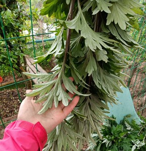 四川新鲜艾草陈艾苦艾现采现发煮水泡脚泡澡驱蚊端午挂门上同城