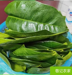 yujiang421淘宝新鲜叶儿粑叶10张四川泸州宜宾特产猪儿粑叶子良姜叶