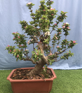 冬红果海棠盆景老桩,精品造型盆景,春观花夏观果,果可吃