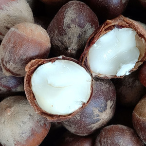 【野生钩子】5斤沟圆子米锥栗刺锥毛栗子零食坚果莲子非建瓯油栗