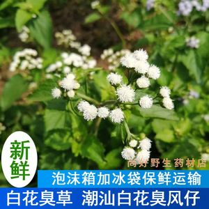 白花臭草的功效图片