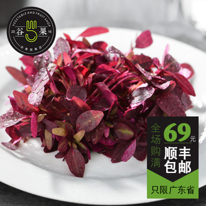 【谷果】新鲜火红苗20g 安曼红 摆盘装饰amaranth red可食用苗菜