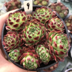 爱德华的球 edward ball 长生草 春季红如樱桃 晒晒就出状态 植见