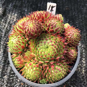 长生草复活节彩蛋