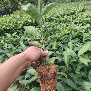 桂皮树苗盆栽肉桂树玉桂树食用香料树南方地区种植喜湿润不耐寒