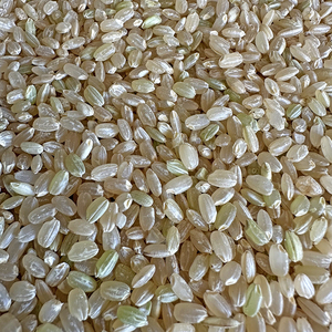 糙米鸽粮鸽子粮食幼鸽信鸽赛鸽优质通用新鲜营养鸽子饲料粗米包邮