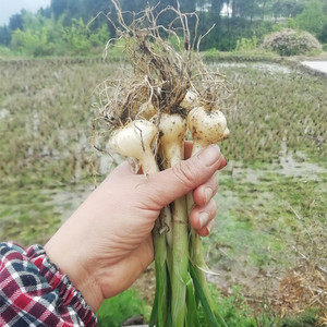 tb4517813242淘宝野生沙葱种子耐旱耐寒四季韭葱胡葱小葱种籽盆栽