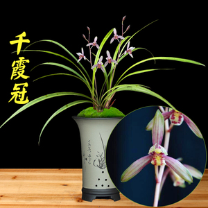千霞冠浓香型建兰兰花苗四季兰 室内绿植盆栽观花植物美观花卉