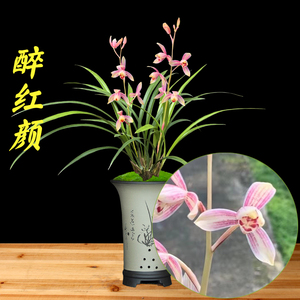 醉红颜兰花盆栽花卉植物室内花四季兰草建兰名贵浓香花苞好养活
