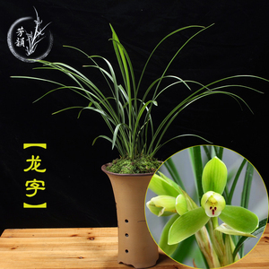 龙字 春兰名品老八种兰花苗水仙瓣浓香带花苞好养花卉绿植盆栽