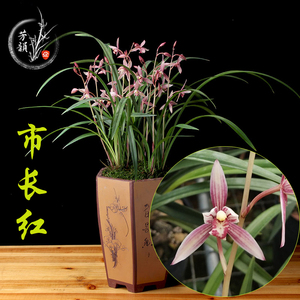 建兰红剑-淘宝拼多多热销建兰红剑货源拿货 - 阿里巴巴货源