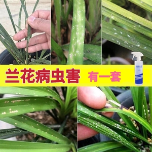兰花杀虫药介壳虫蚧壳虫专用药君子兰植物小白虫常用药杀虫剂花药