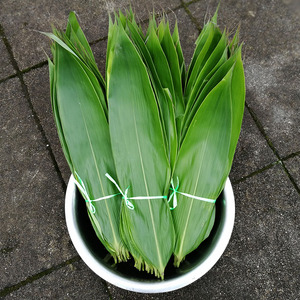 片免邮粽子叶新鲜野生鲜粽叶包粽子的叶子真空大精选各地特色美食感