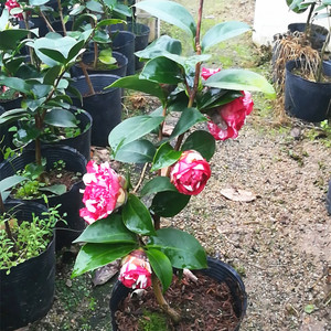 茶花盆栽山茶花树苗 红白花佛鼎茶花 四季常青绿植花卉 带有花苞