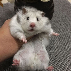 稀有仓鼠活体宠物长毛金丝熊仓鼠活体宝宝长毛金丝鼠活物