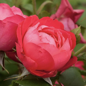 美丽樱桃棒棒糖月季花树状月季果汁阳台多季开花多色树桩月季树